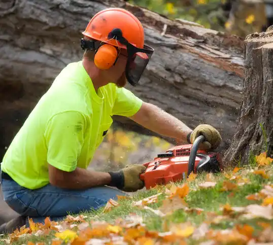 tree services Corning